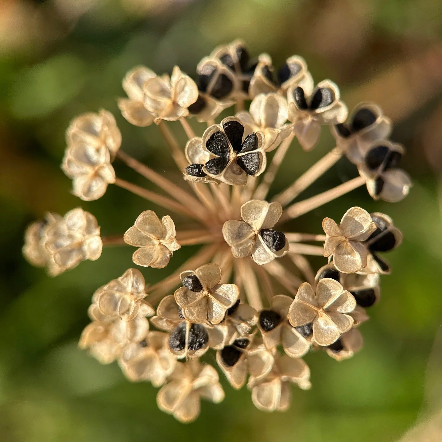 Deep brown Allium seeds still clinging to their crispy floral seed pods ~ the sculpture after the sculpture before the sculpture ~