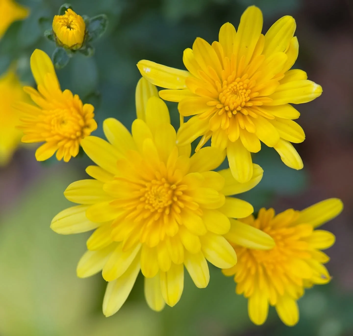 Spray of gold light for a rainy day ~