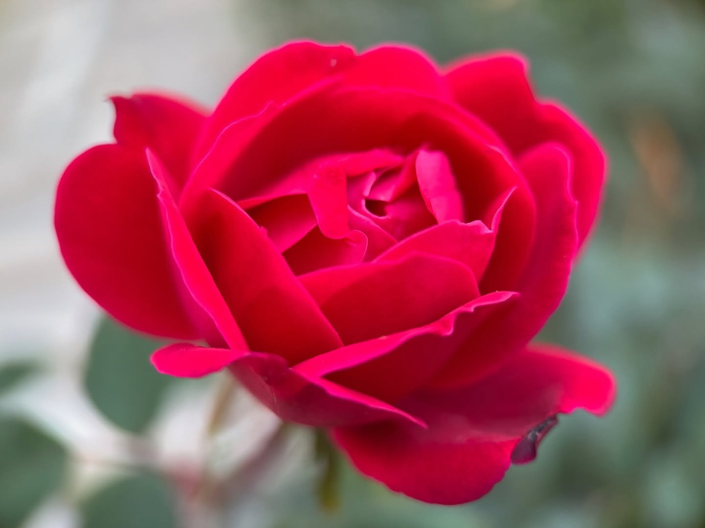 Winter rose ~ warmth within cold ~