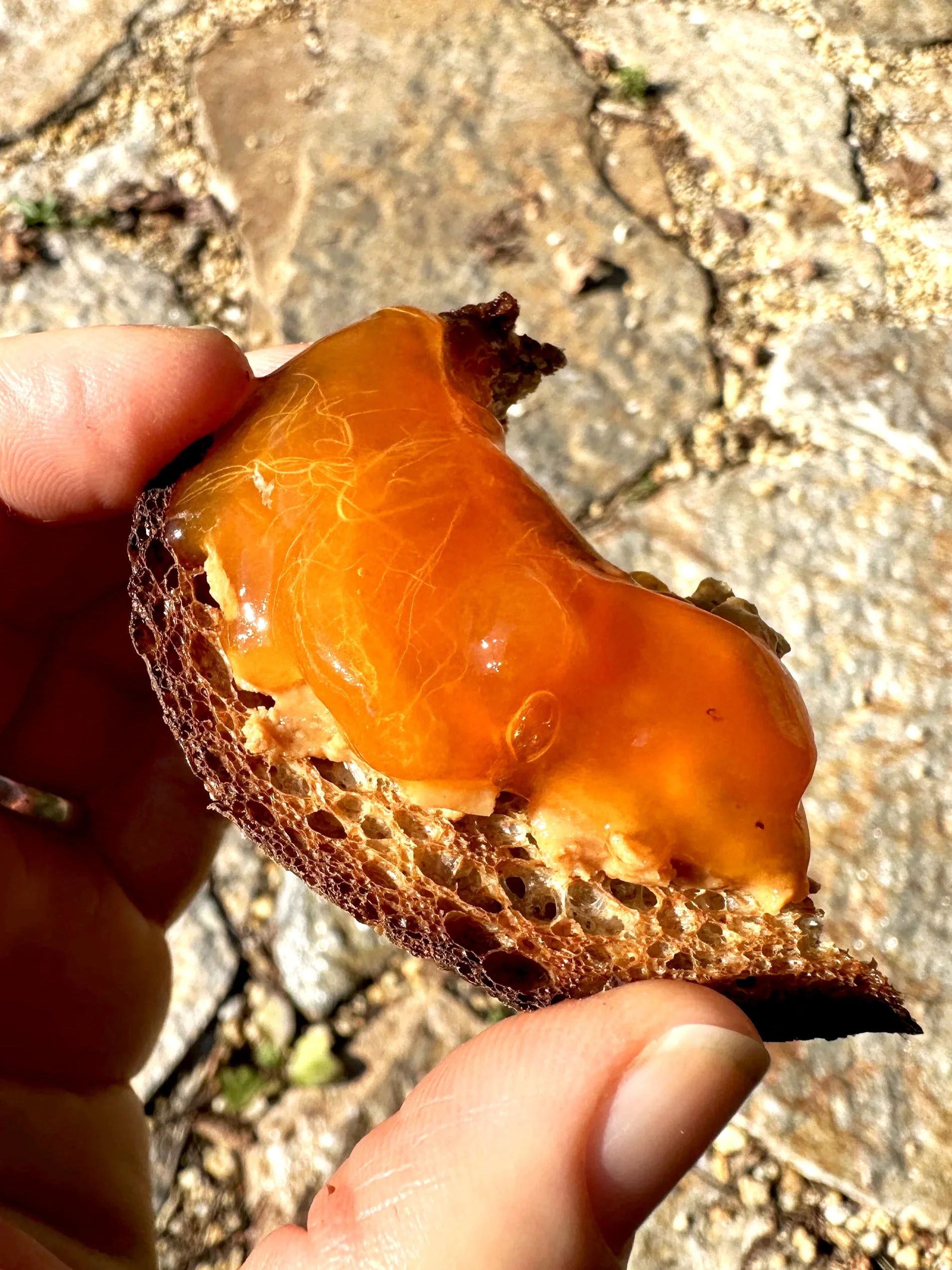 ripe persimmon on toast
