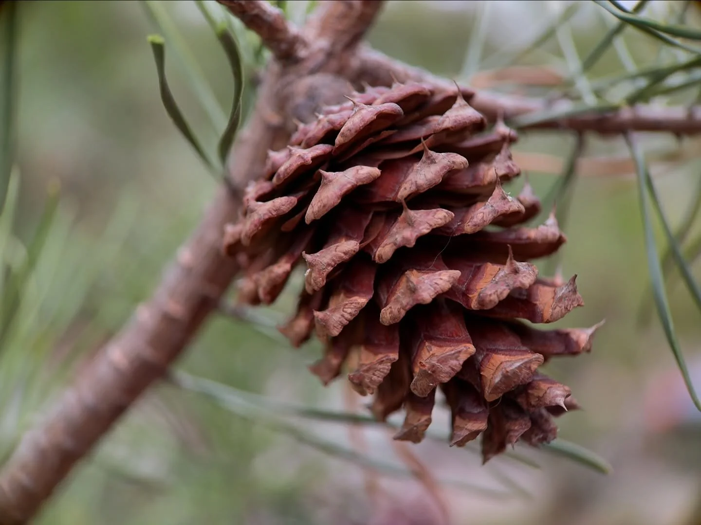 Pinecone ornaments ~ it has just dawned on me that the first Christmas tree decorations were pinecones ~ blooming as a slightly new spiral each time ~