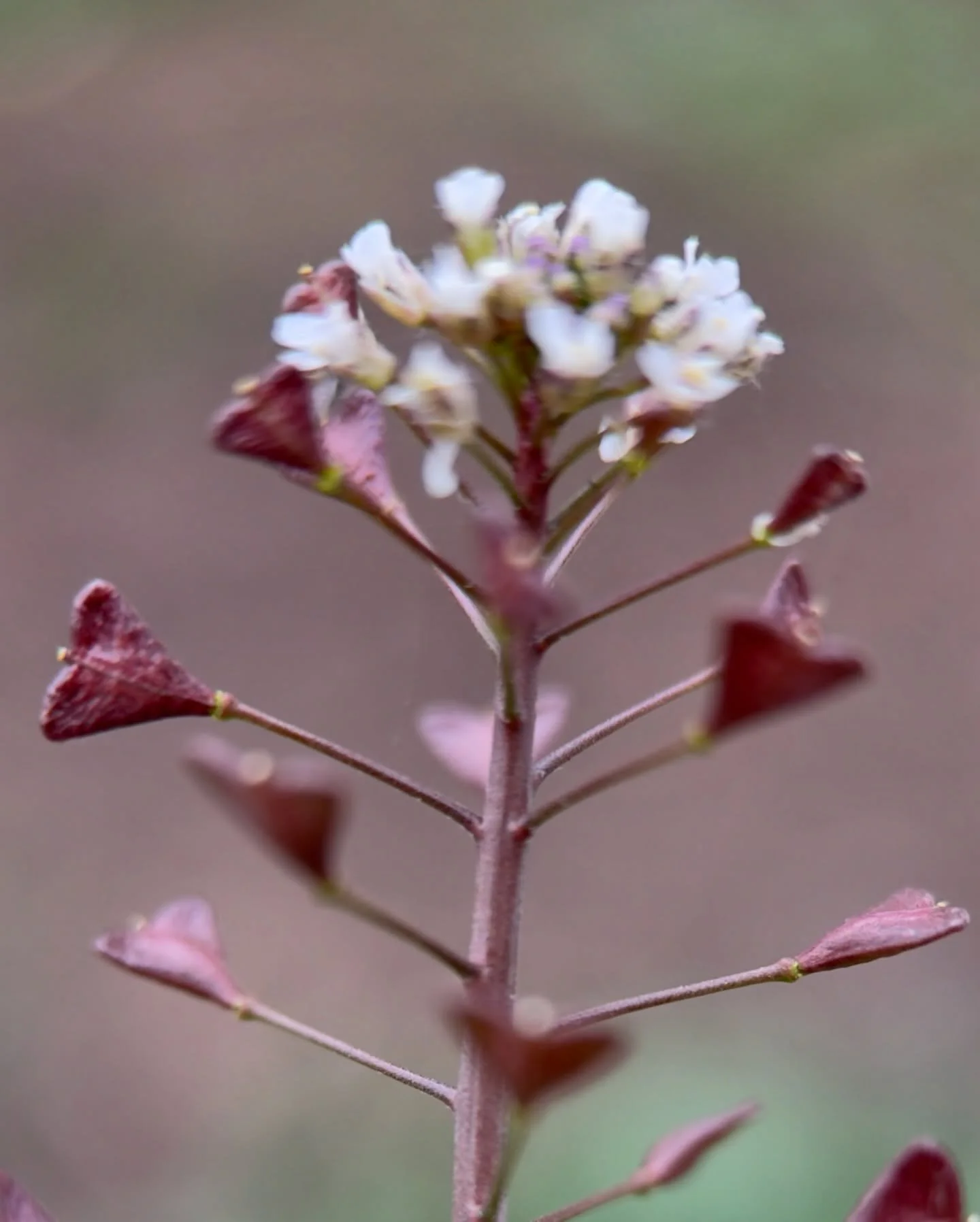Tiny heart shaped seed pods dance around the last buds of the shepherds purse flowers ~