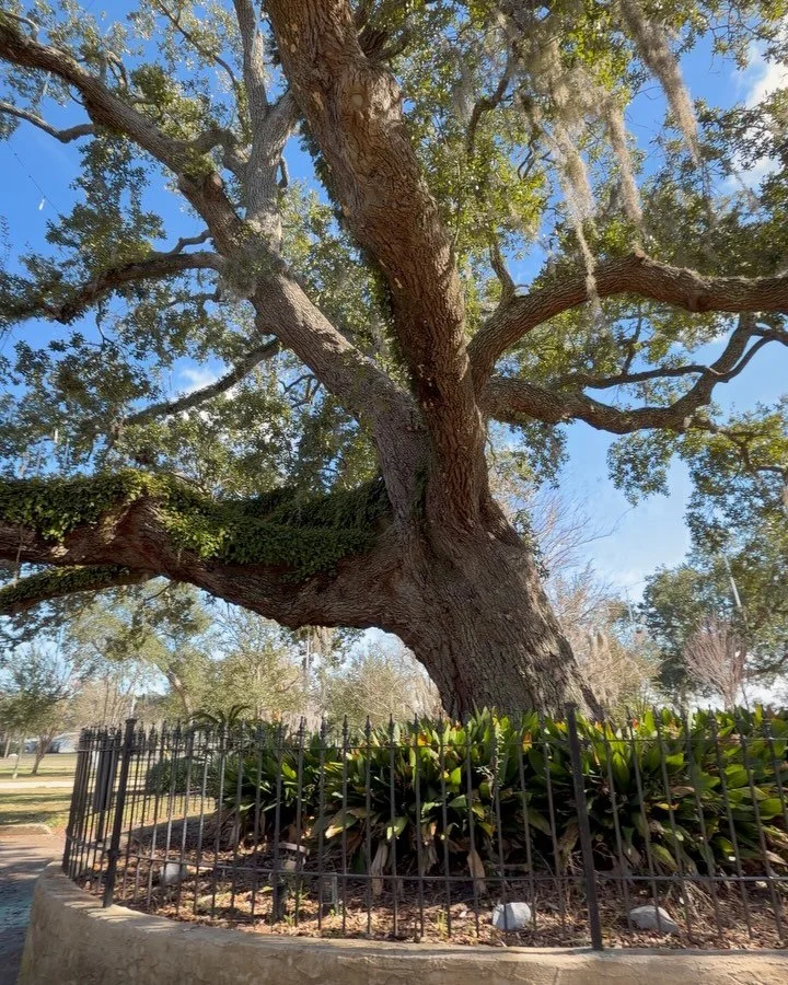 Day 1 in Florida ~ who loves a 300 year old tree?
