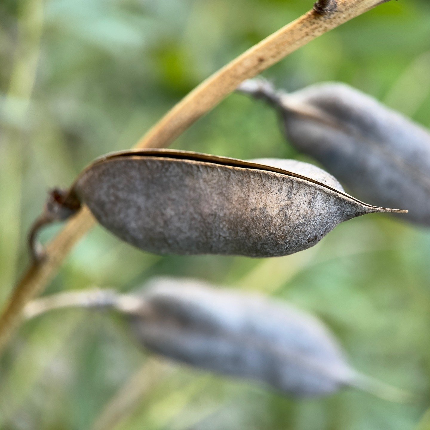 Pea family coming soon ~