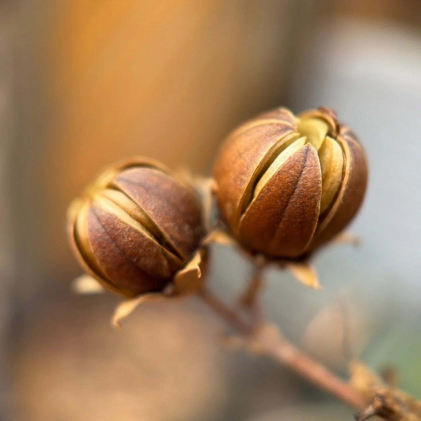 Future hibiscus ~ in pause ~