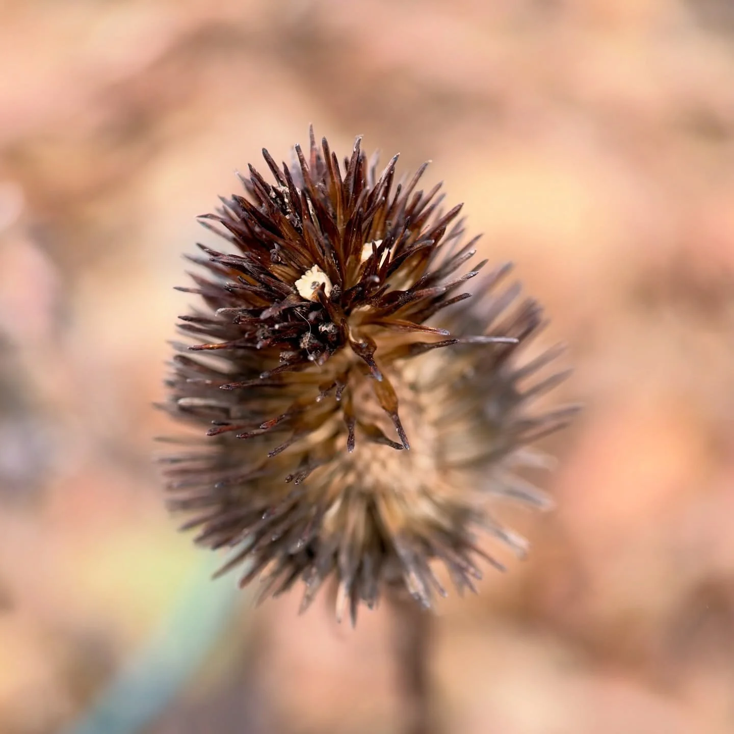 This little dead cone flower with eyes made me smile ~ part of my Beaty in Death series ~