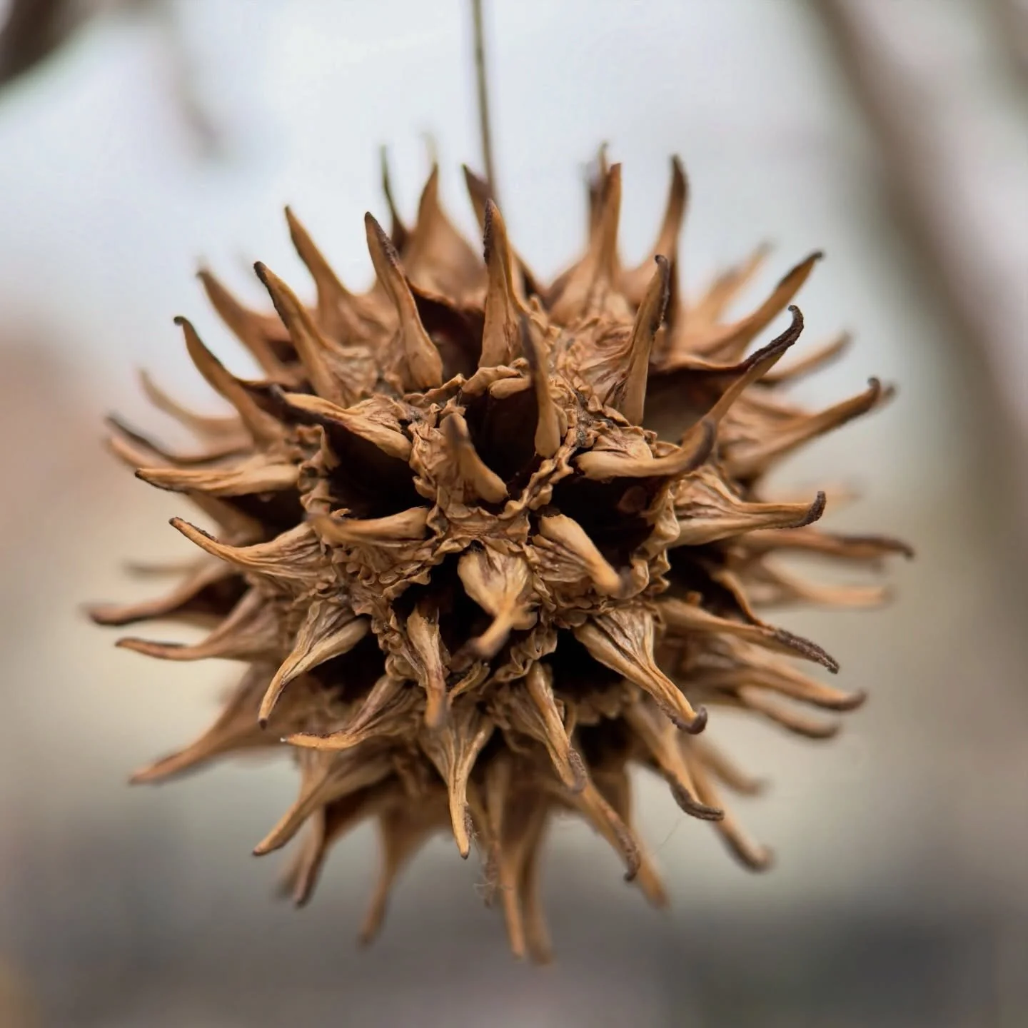 A couple of dangling pods from the sycamore tree in full reflection of light pattern long after their season ended ~ from my Beauty in Death series of images. 

Full gallery and blog post at KarinEdgett.art