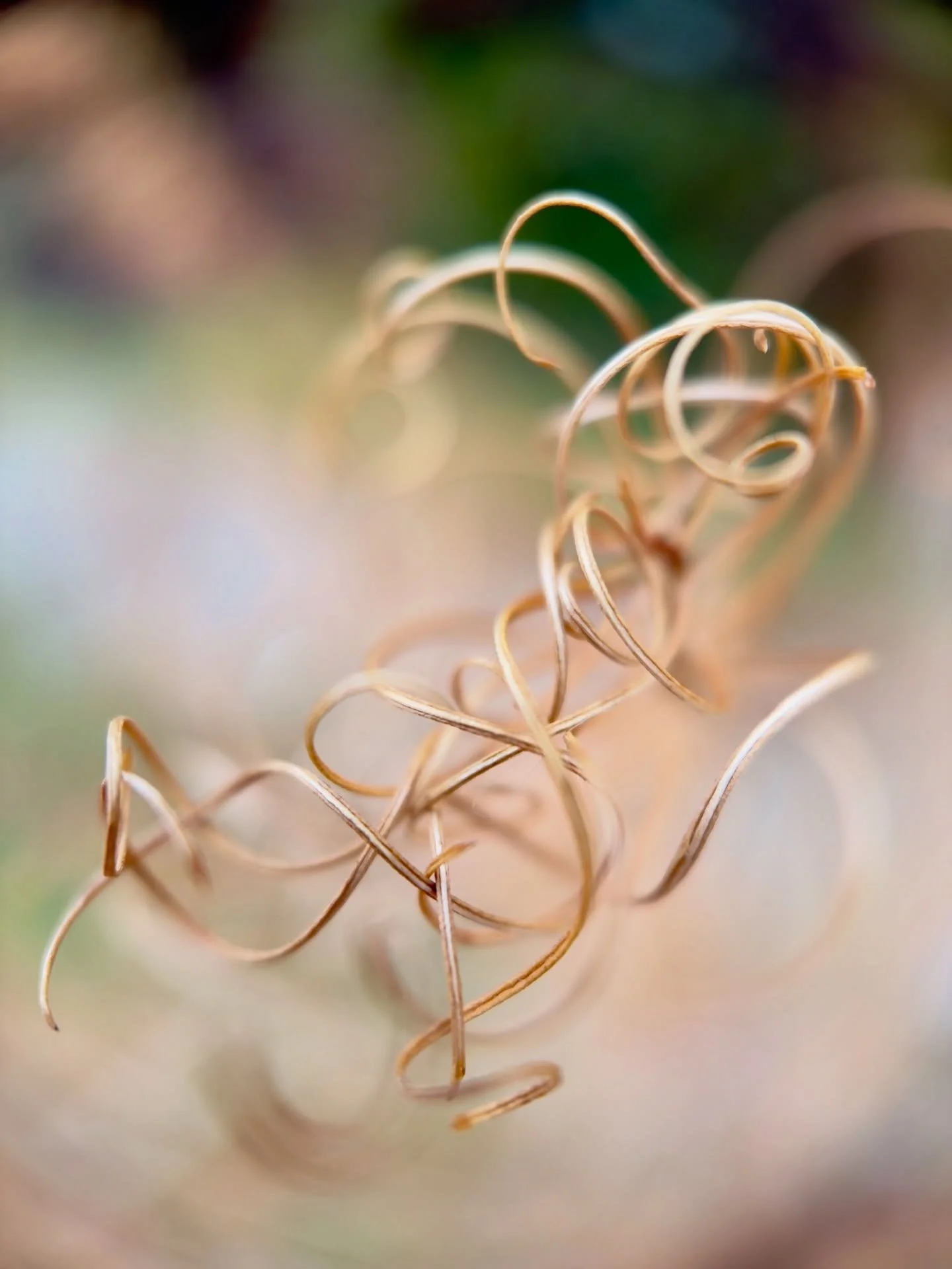 Swirls and twirls redirecting winter light ~ 
 

More images and complete blog article on Beauty in Death in Bio or visit KarjnEdgett.com ❄️