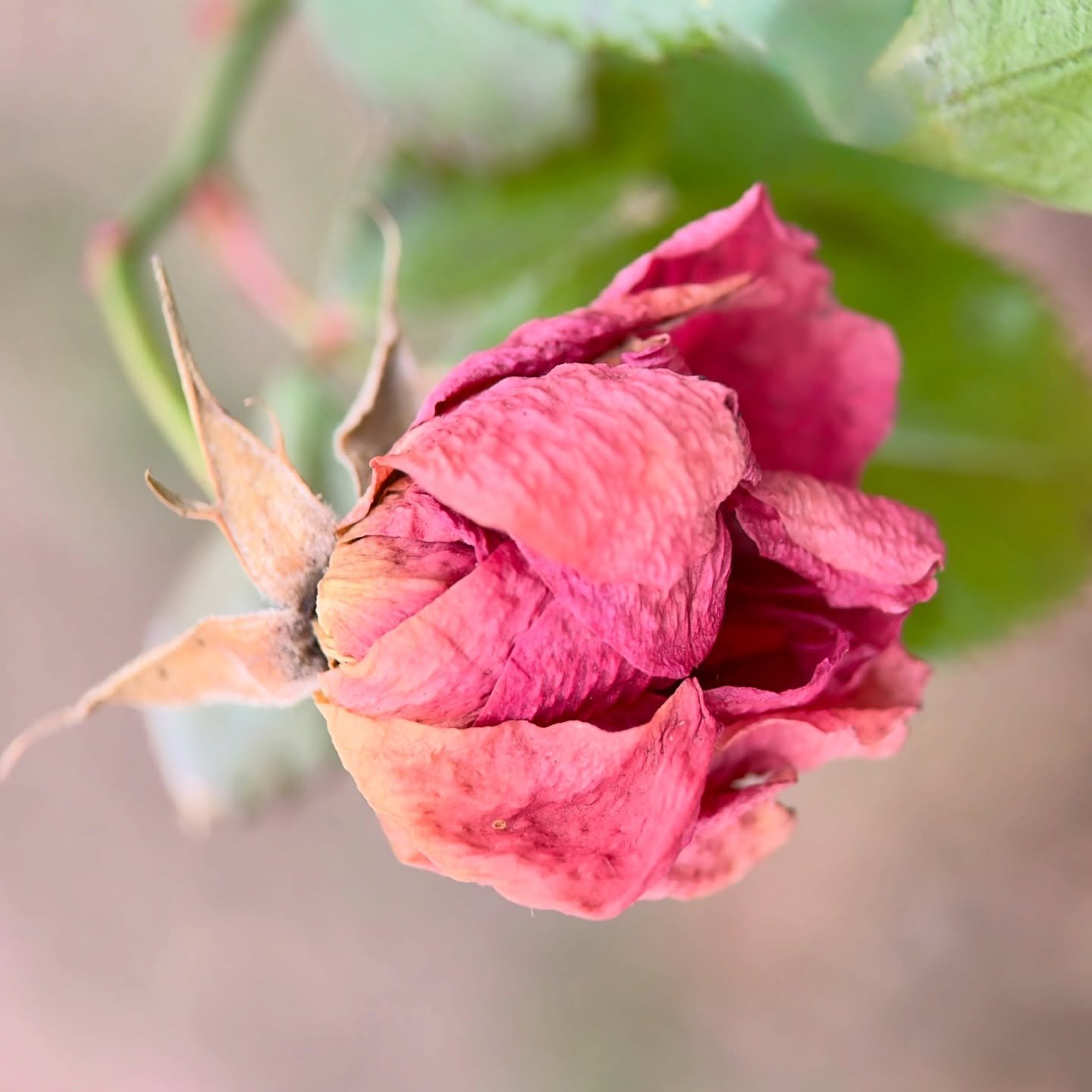 The winter rose ~ color preserved by the cold of winter ~ still reflecting ~ 

for my beauty and death series, more info on my website KarinEdgett art