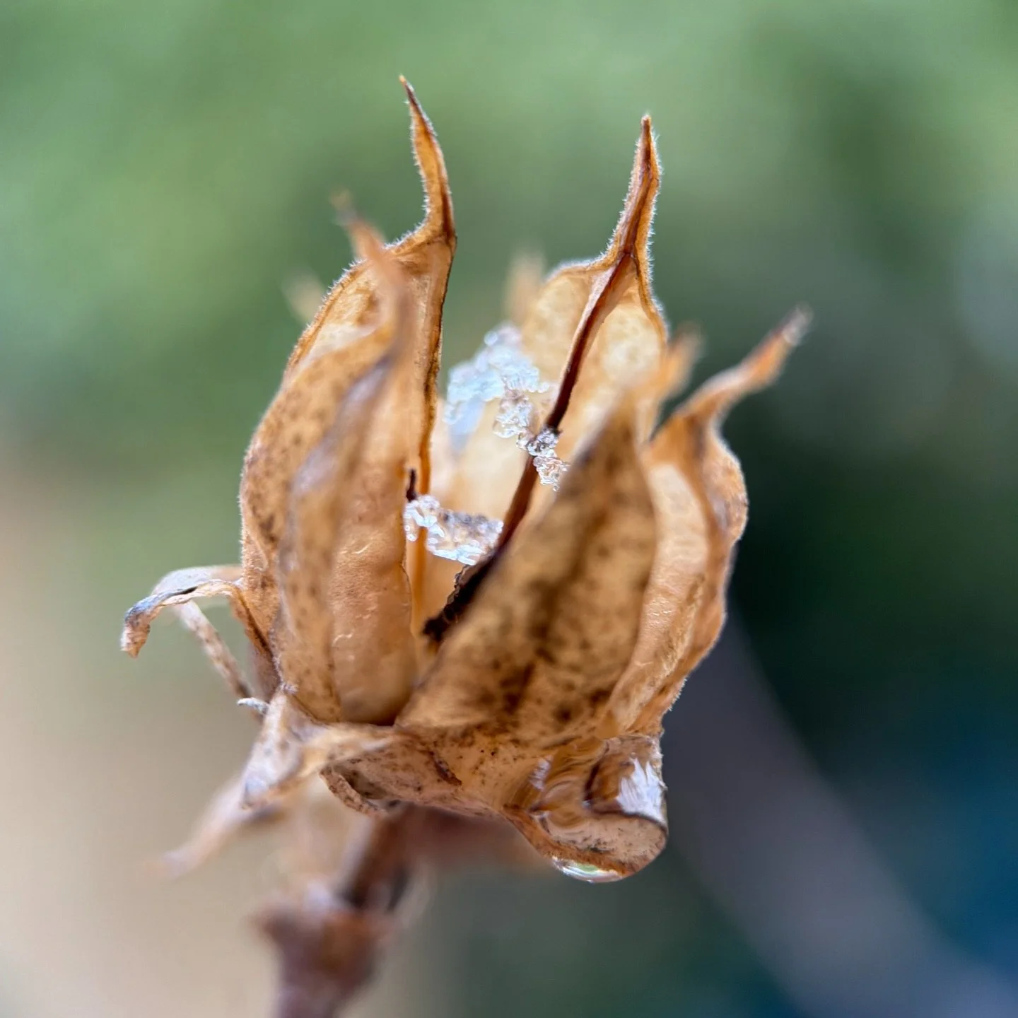 Rose of Sharon snow pocket ~