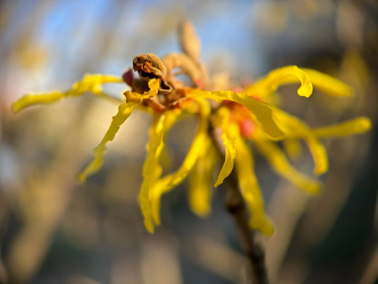 The witch-hazel bursting with light ~ a taste of what&rsquo;s to come though many trees buds are still tight ~

#witch-hazel #witchhazel #momentchallenge @moment #spring