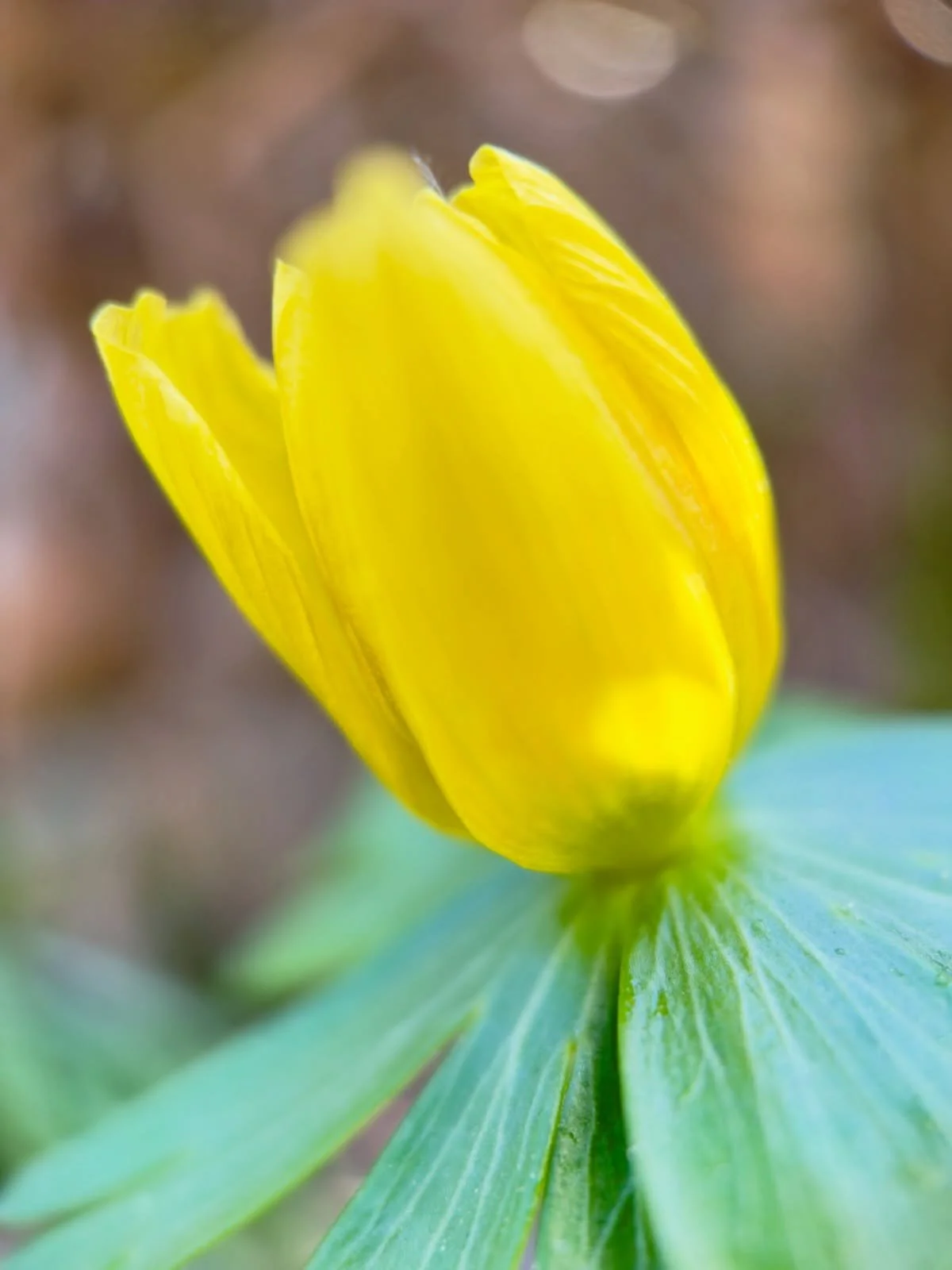 Winter aconite emanation of bright cadmium yellow light ~ ushering in spring ~