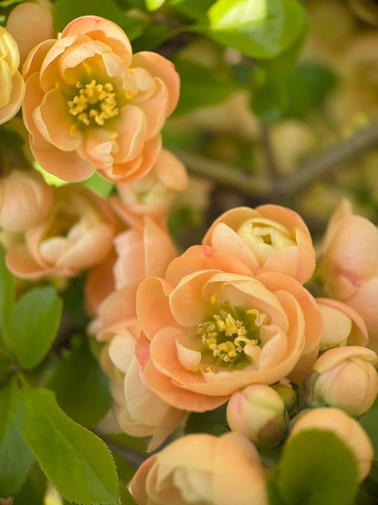 Coming back to DC and all my flower friends ~ enlightenment in every blossom shared freely ~ special this day was the delicate orangish hues of the flowering quince ~ offering lightness of being ~