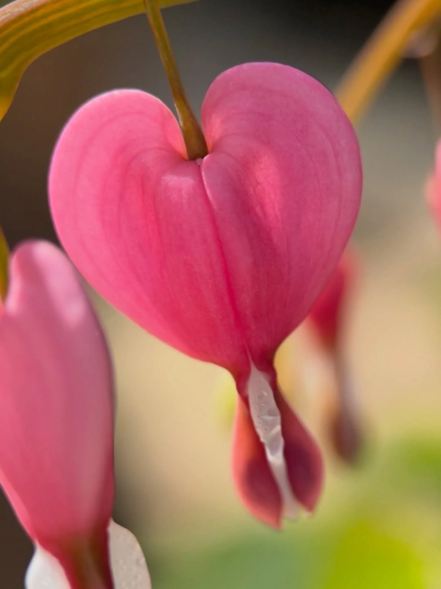Bleeding hearts ~ before and after the pigtails curl up to share their coveted pollen ~