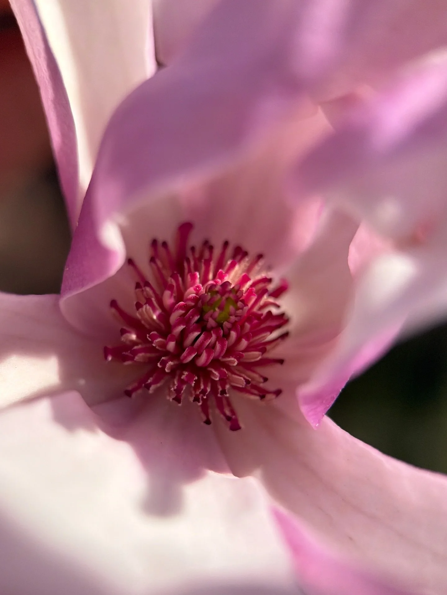 A glimpse into the creative frequencies of a pink magnolia ~