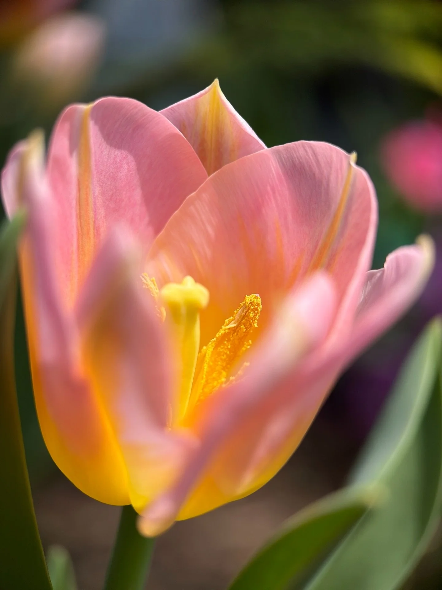 Another upgrade to the frequency of living joy from a precious pink tulip ~