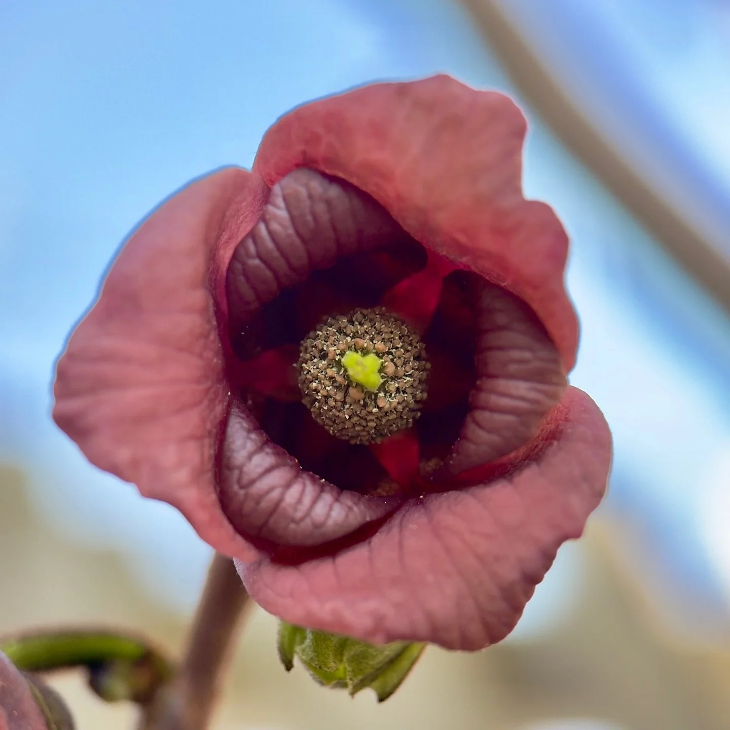 Meet the native pawpaw flower. These illusive trees produce delicious mango-like fruits up and down the east coast. Their mysterious flowers depend on flies and someone figured out they like turn pink to mimic animal flesh to attract more flies. None