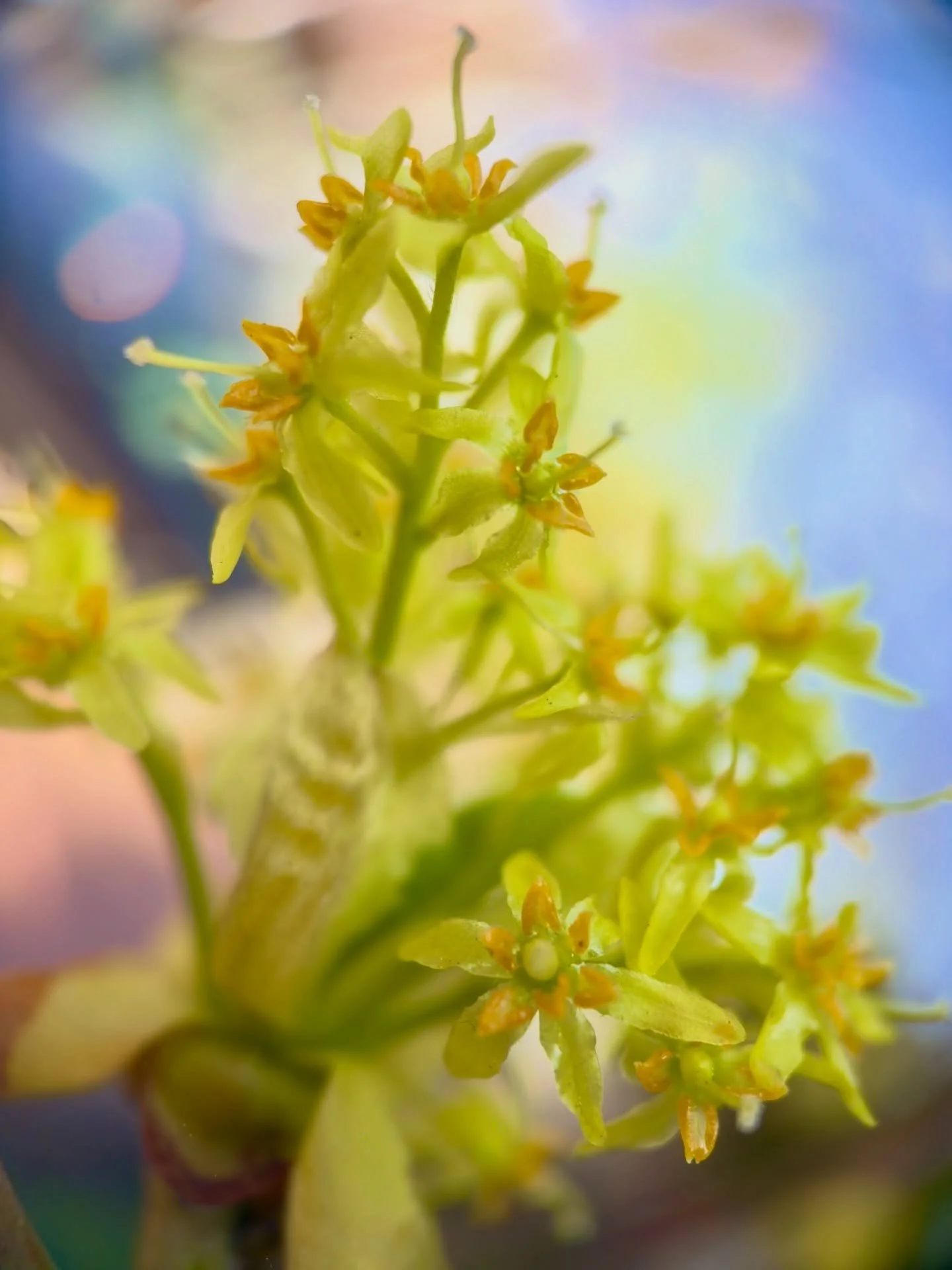 My beloved Sassafras&rsquo;s tree (now trees) in my tiny front yard yielded the showers of blooms this year begging to be recognized ~ and so here they are in all their alchemical glory ~ and yesssss, they are edible ~

#Sassafras #SassafrasFlowers #