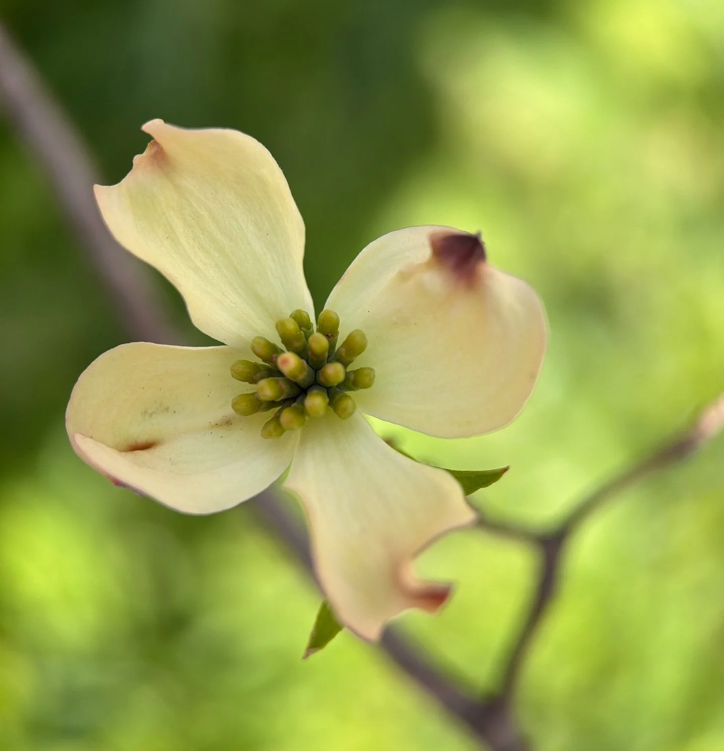 Dogwood spring renewal frequencies unfold after the cherry blossoms and just before the azaleas ~