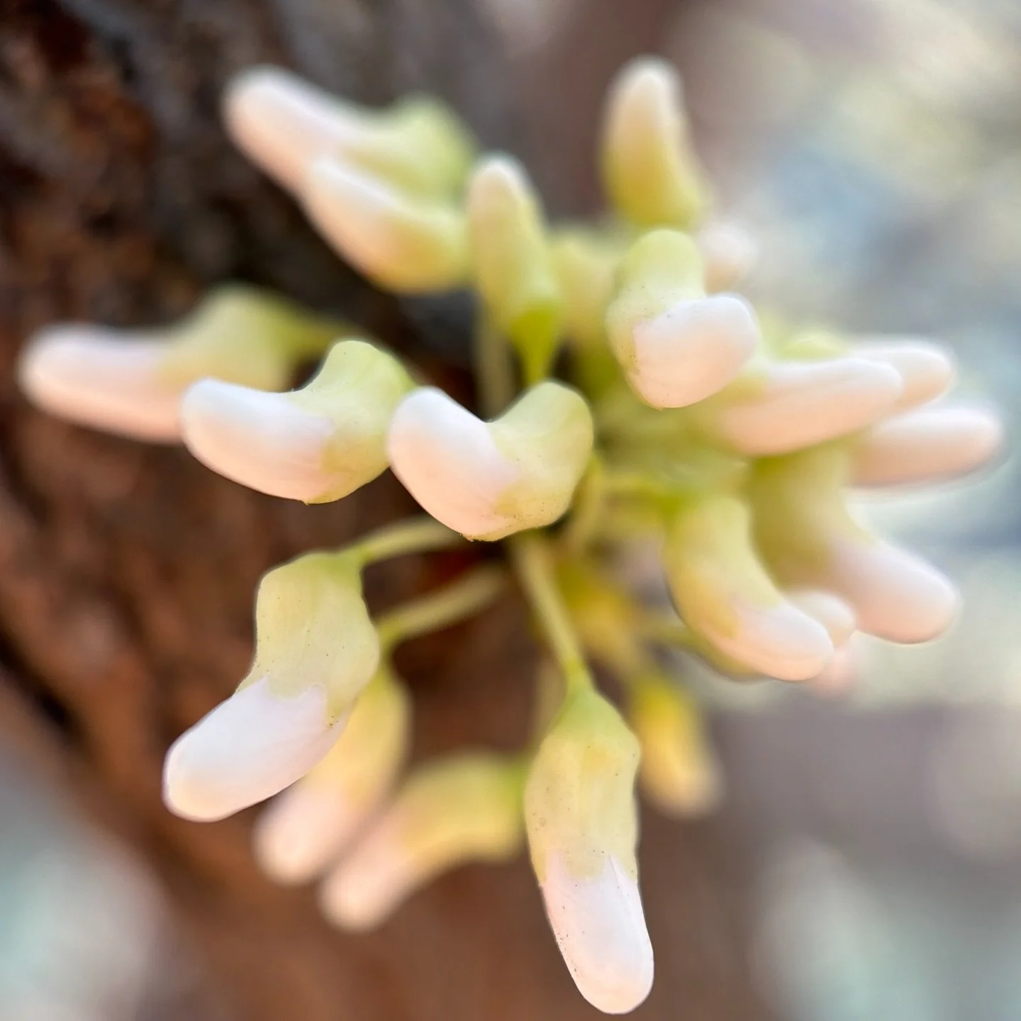 An auric energy from the flowers warms the branches of the vanilla twist redbud tree ~ 

#whiteredbudtrees