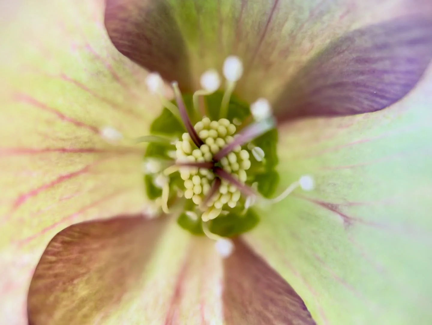 Interior lights of a lenten rose ~