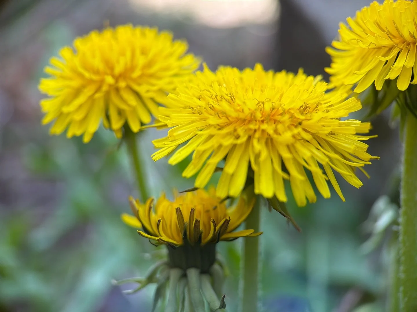 High frequency salad topping&rsquo;s ~ spring time favorite ~ 😋