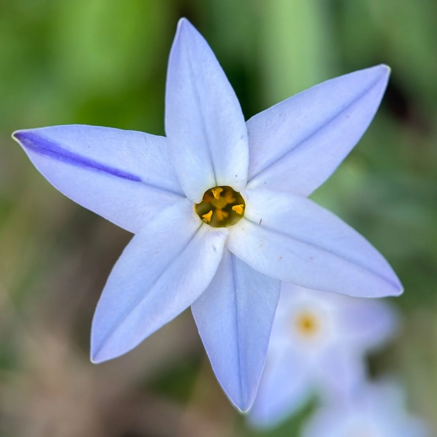 Star flower with star power ~