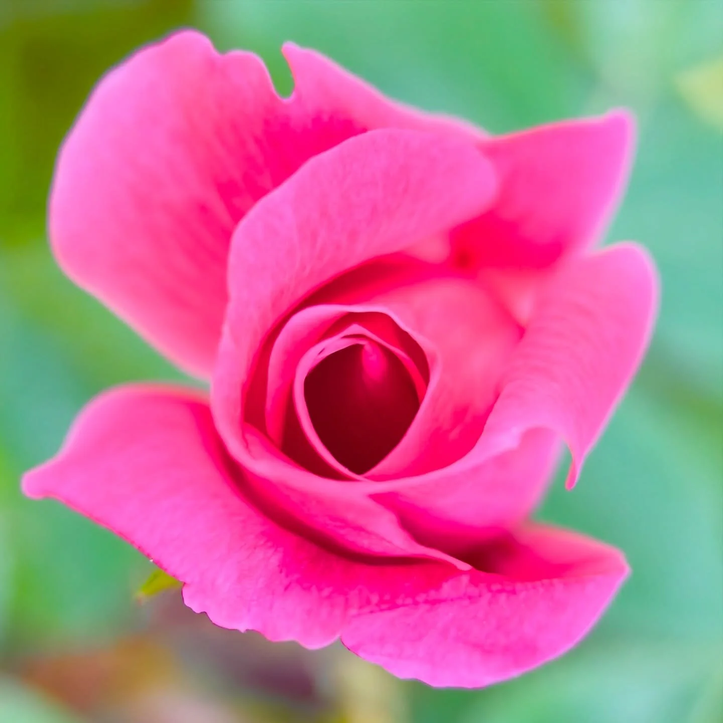 Rose season in Washington DC has begun ~ a good time to get a little stoned by smelling each one ~