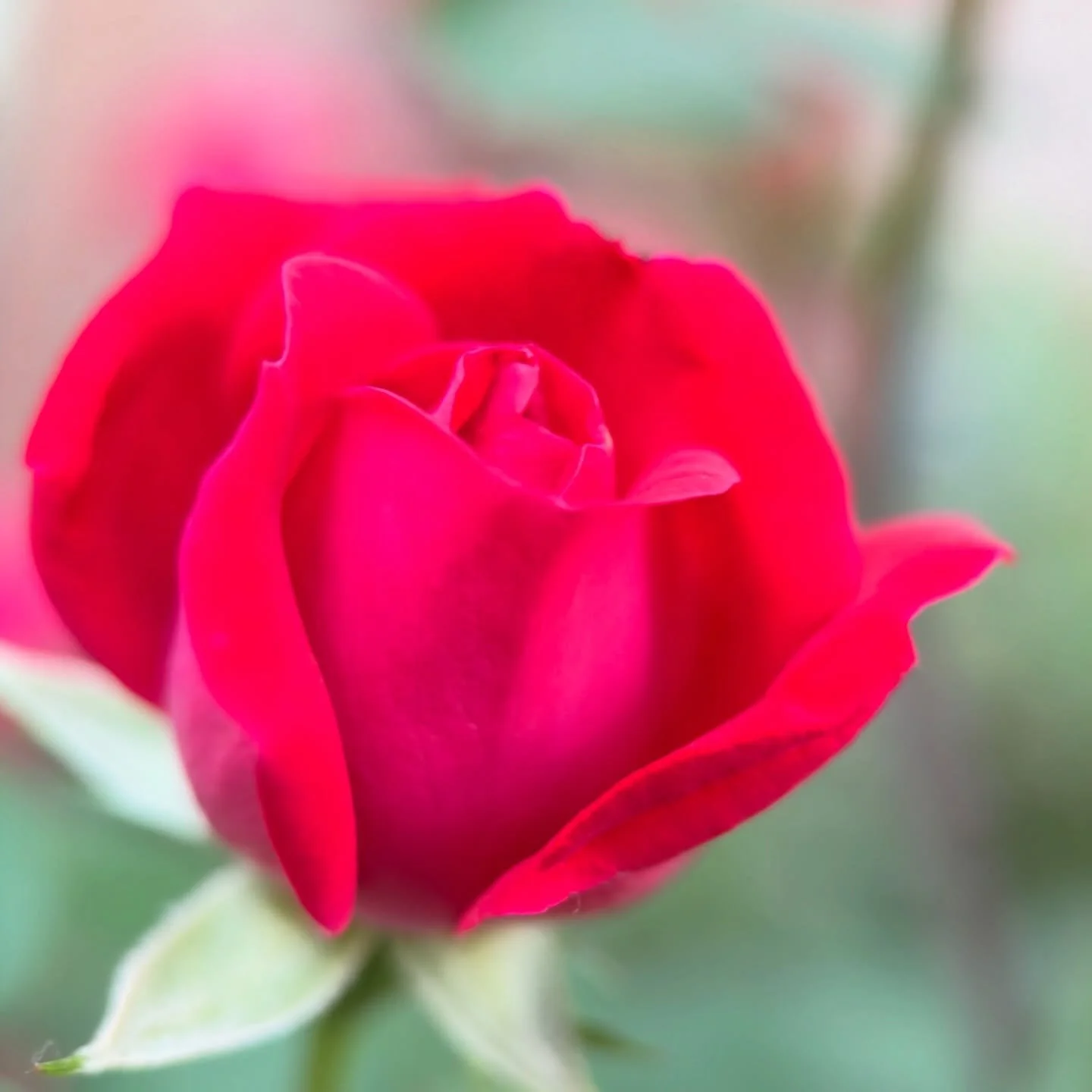 A sweet smelling rose the vibration of young love ~