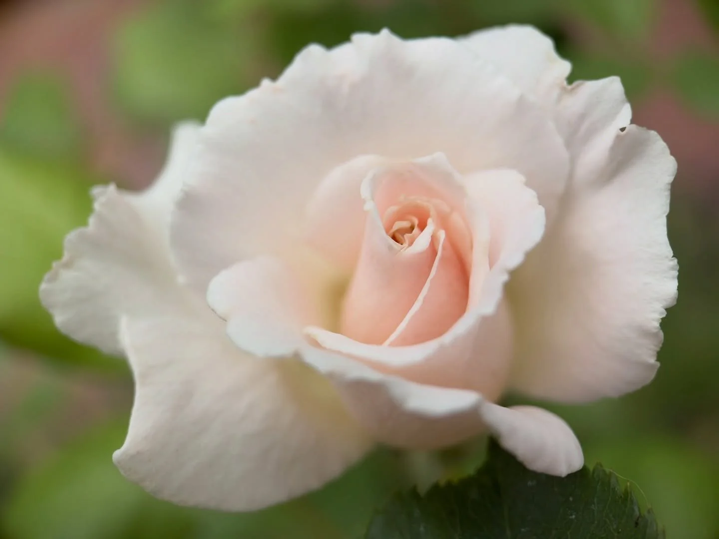 Emily Dickinson wrote that &lsquo;to be a flower is profound responsibility&rsquo; ~ perhaps she sensed the subtle energy of each poetic bloom as it gently expands our consciousness ~ 

#pinkrose