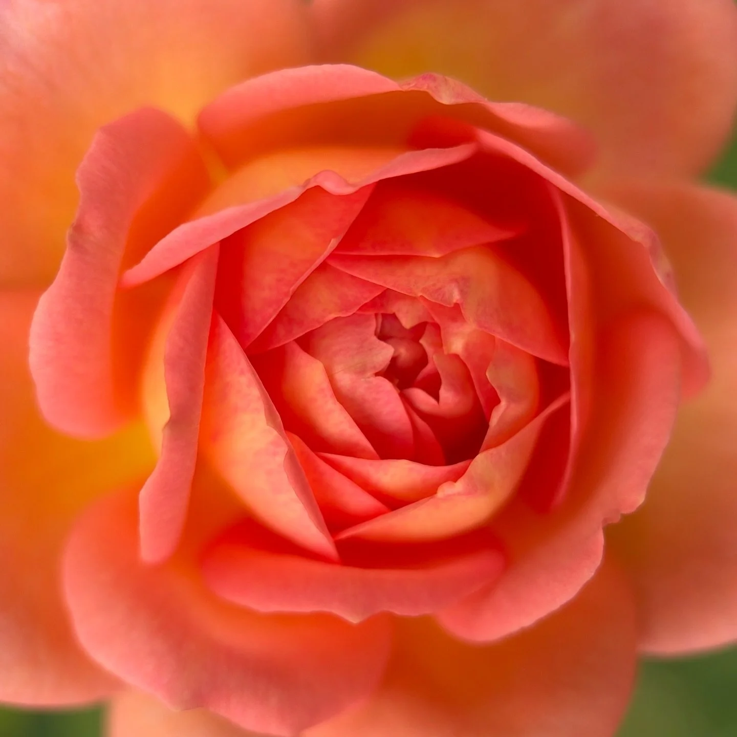 This song made me laugh ~ the orange rose made me happy ~