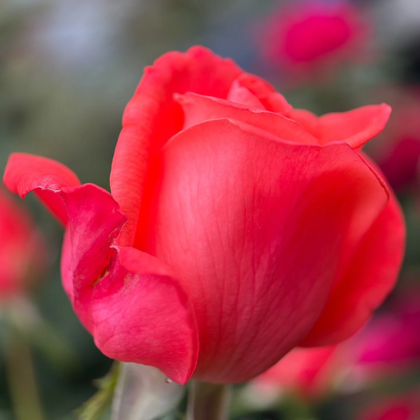 That rose is telling the secrets of the world ~ a thought by Rumi ~ I would say this rose&hellip;