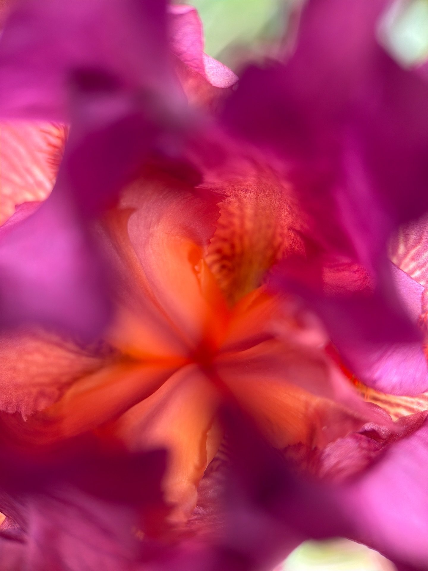Purple and orange fragments of playful gestures ~ neighbors iris ~