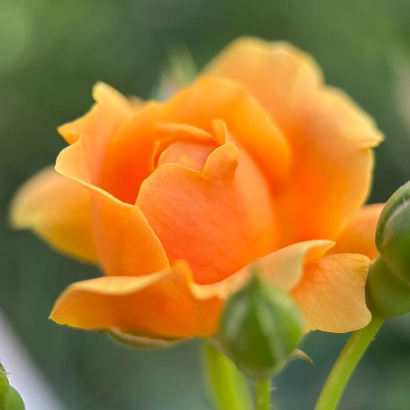Stop and smell the.roses ~ their negative ions and aromatic emanations can elevate your mood ~ improve memory and reduce stress ~ if you breathe in enough of them you could get a little too happy though so be careful ~