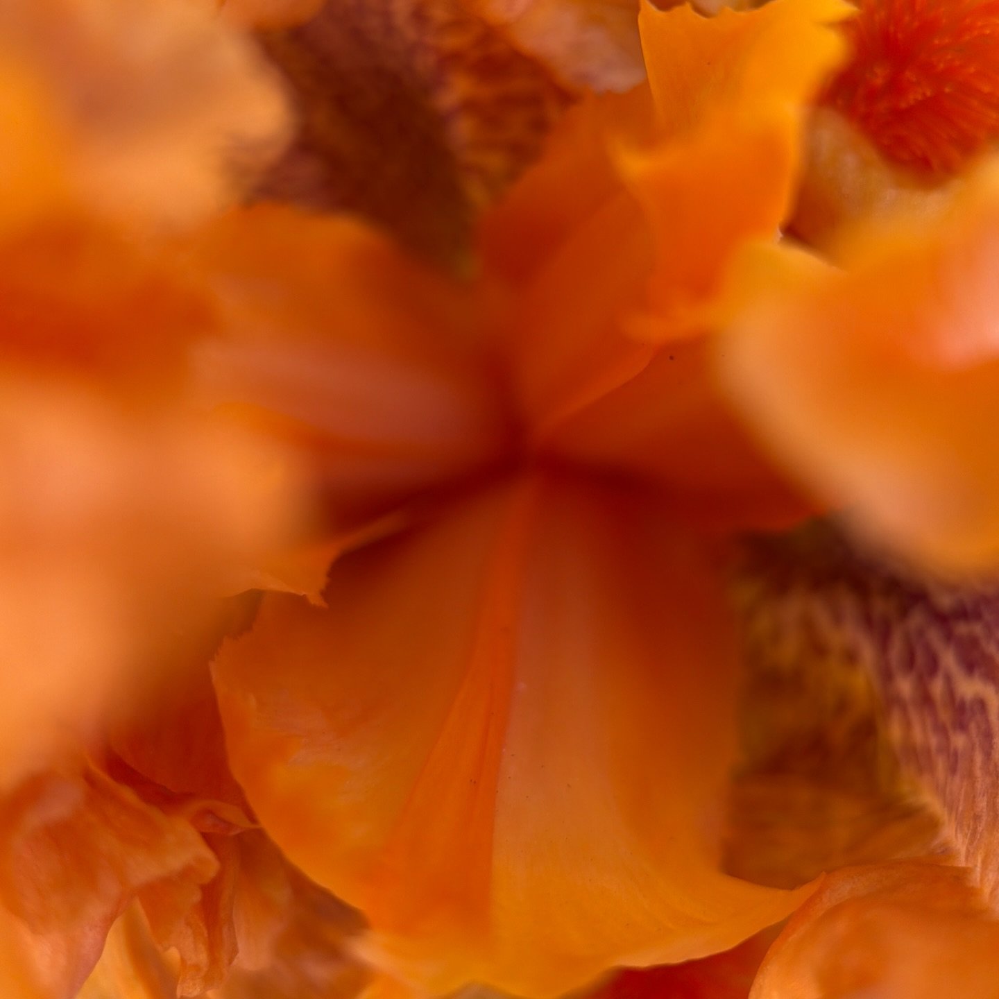 A little flames colored vibrations from the frilly orange iris ~