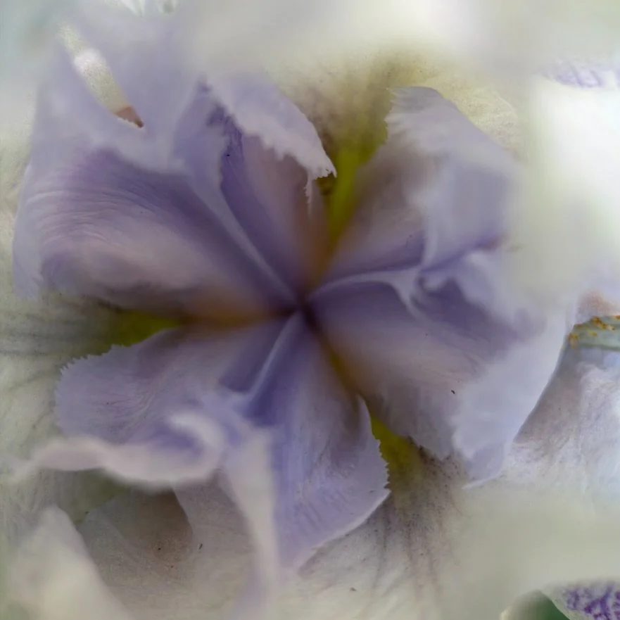 Dreamy blues energy ~ soft ~ inviting ~ a pale iris gift ~