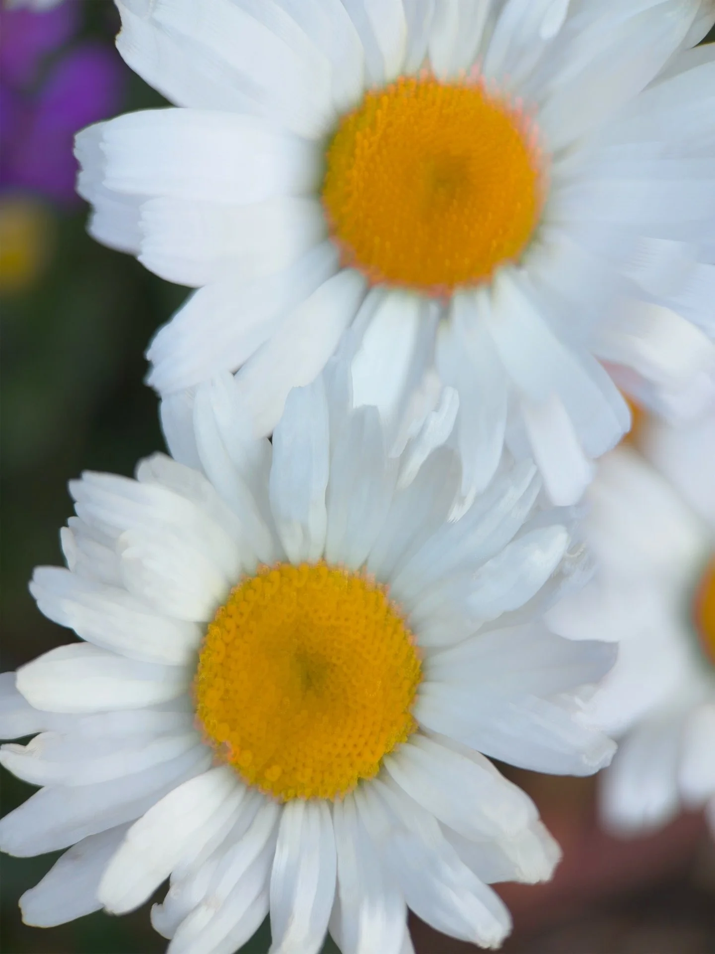 Practice on the cloudy days with a longer shutter speed ~ a different look at the flowers energy ~