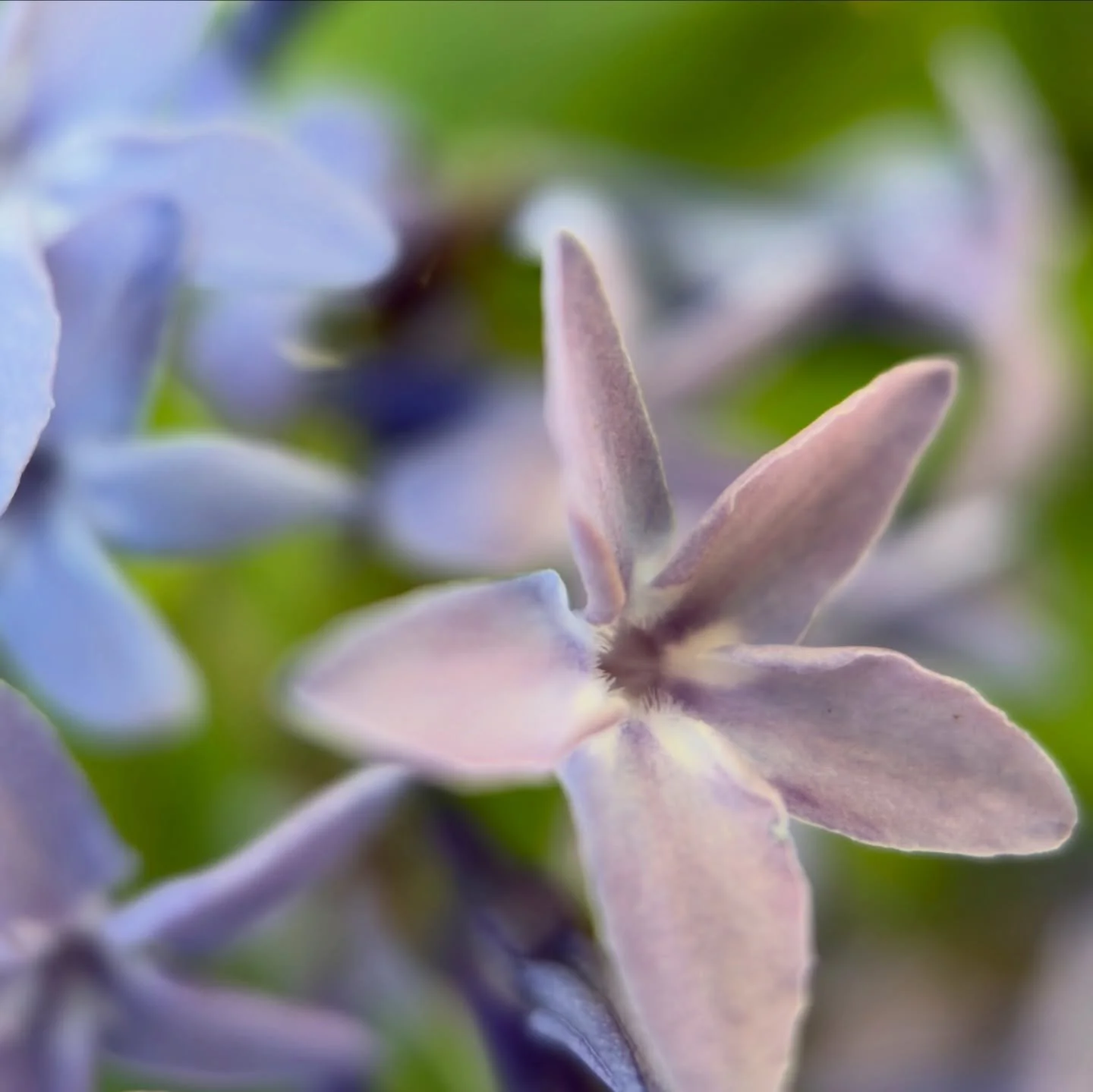 Eastern Bluestar ~ a new baby blue light ~