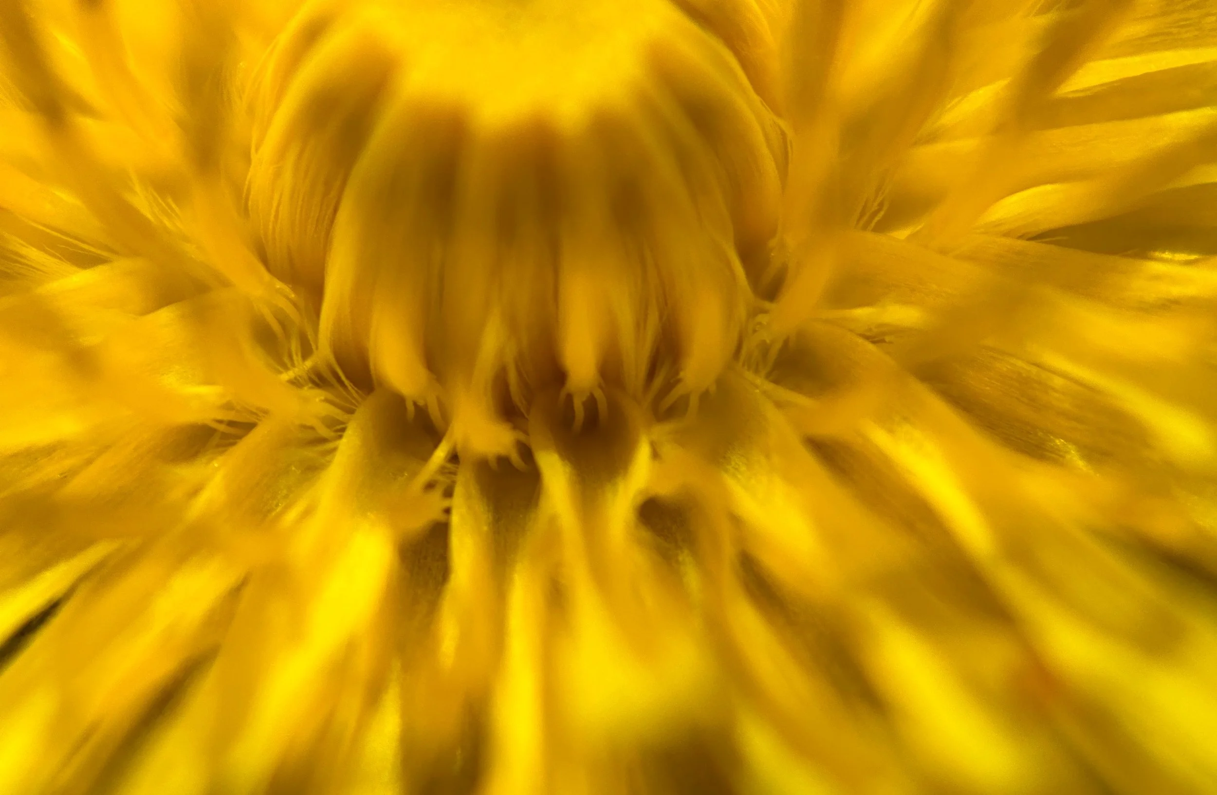 Edible Flowers ~ Edible Consciousness