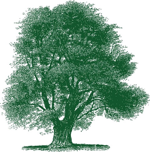 tree.jpeg