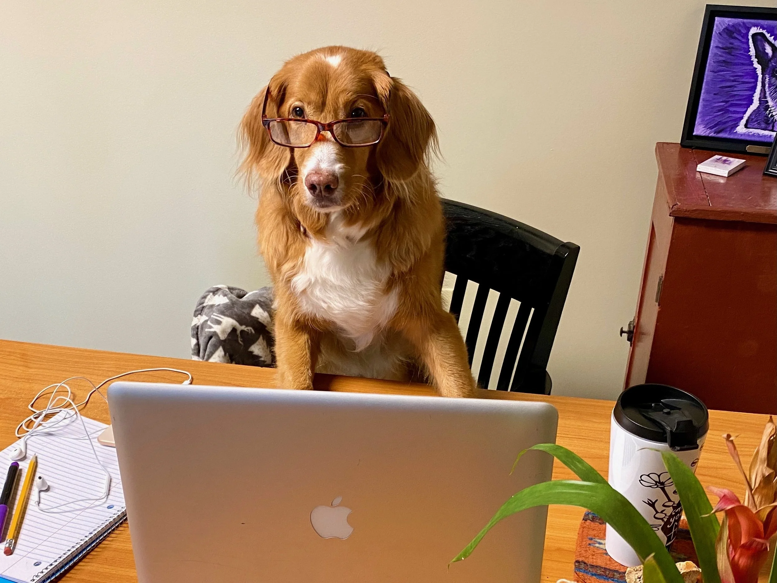 Why Buying a Quality Remote Collar Matters (and What You Risk with the Cheap Ones)