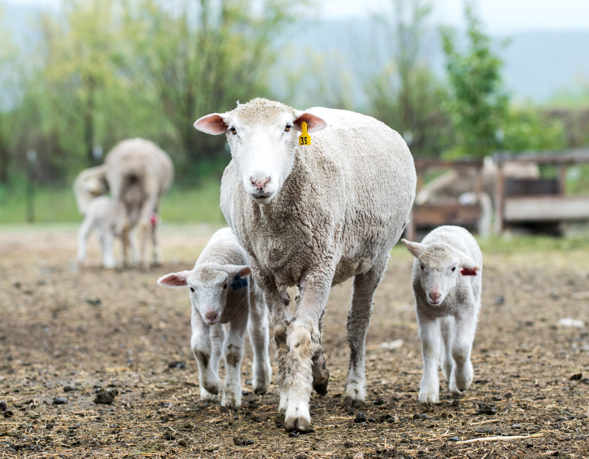 2017 May Conservancy Farm Tour BCS Livestock-0820.jpg