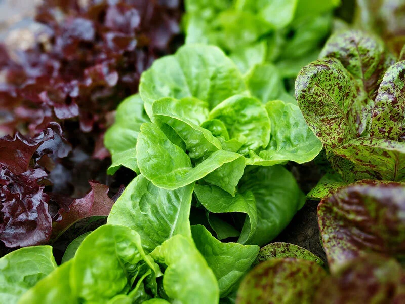 lettuce-buttercrunch.jpeg