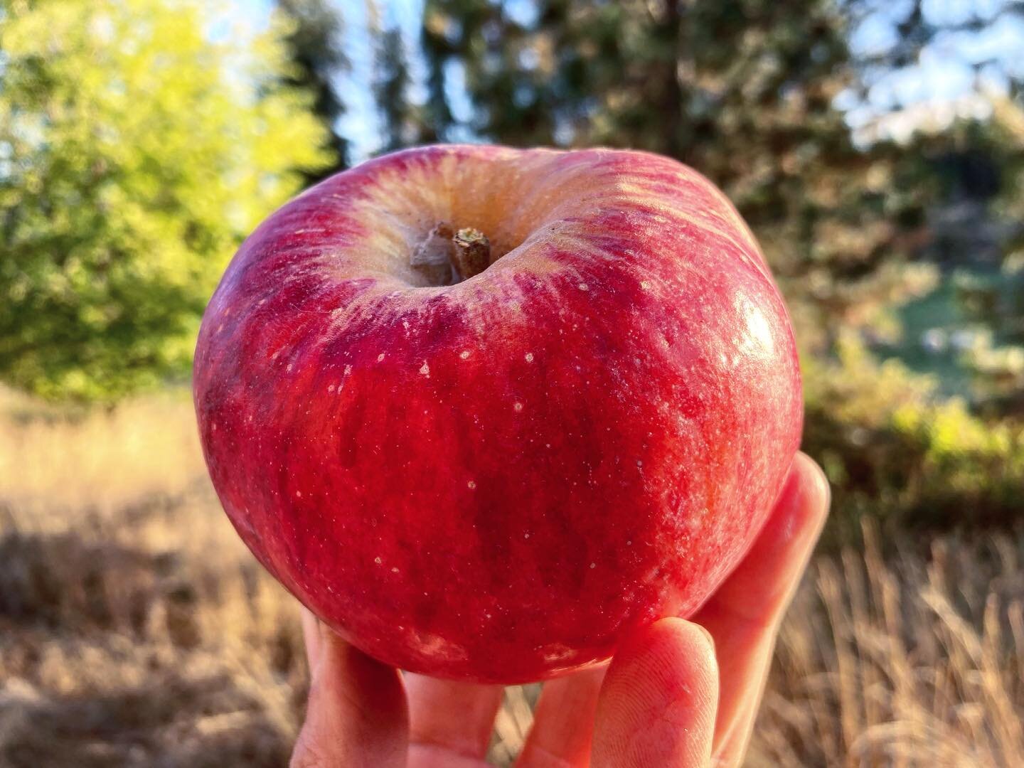 Beautiful Topaz apples from @boothcanyonorchard this week &mdash; deliciously tart with a hint of sour cherry! 

The #methowgrown bounty continues as we deepen into Fall 🍂🍎🍁
..
#mvfoodshed #winthropwa #twispwa #foodhub #heirloomapples #eatlocal