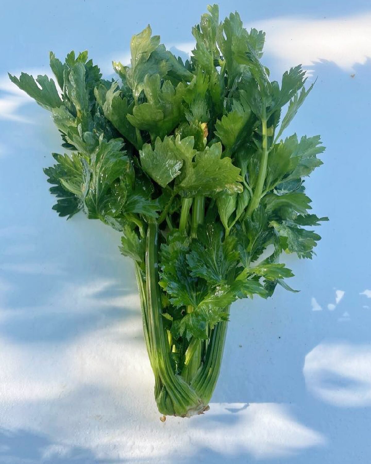 You&rsquo;ve never truly tasted the genius of celery until you&rsquo;ve tried it straight from a local farm. Get ready to have your mind blown by the unbelievable flavor of these #methowgrown beauties from @groovyveggiefarm ! 
..
Limited supply, get 