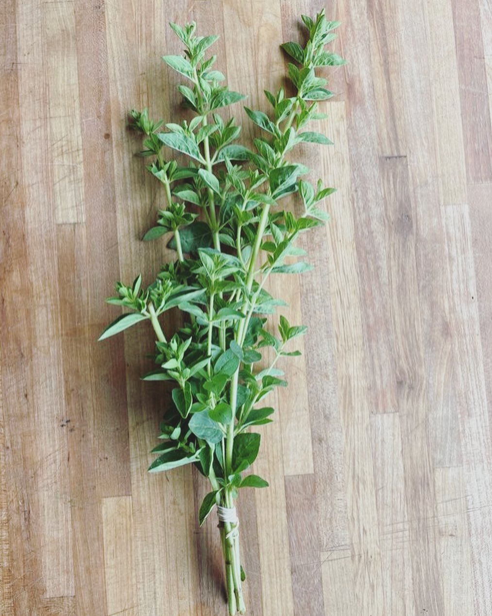 Delicious aromatics available this week! Fresh oregano &amp; garlic scapes from @posterityfarm pack a serious nutritious punch &amp; make excellent ingredients for fresh spring chimichurri, pasta sauce, pizza toppings, meat marinades &amp; more ✨
..
