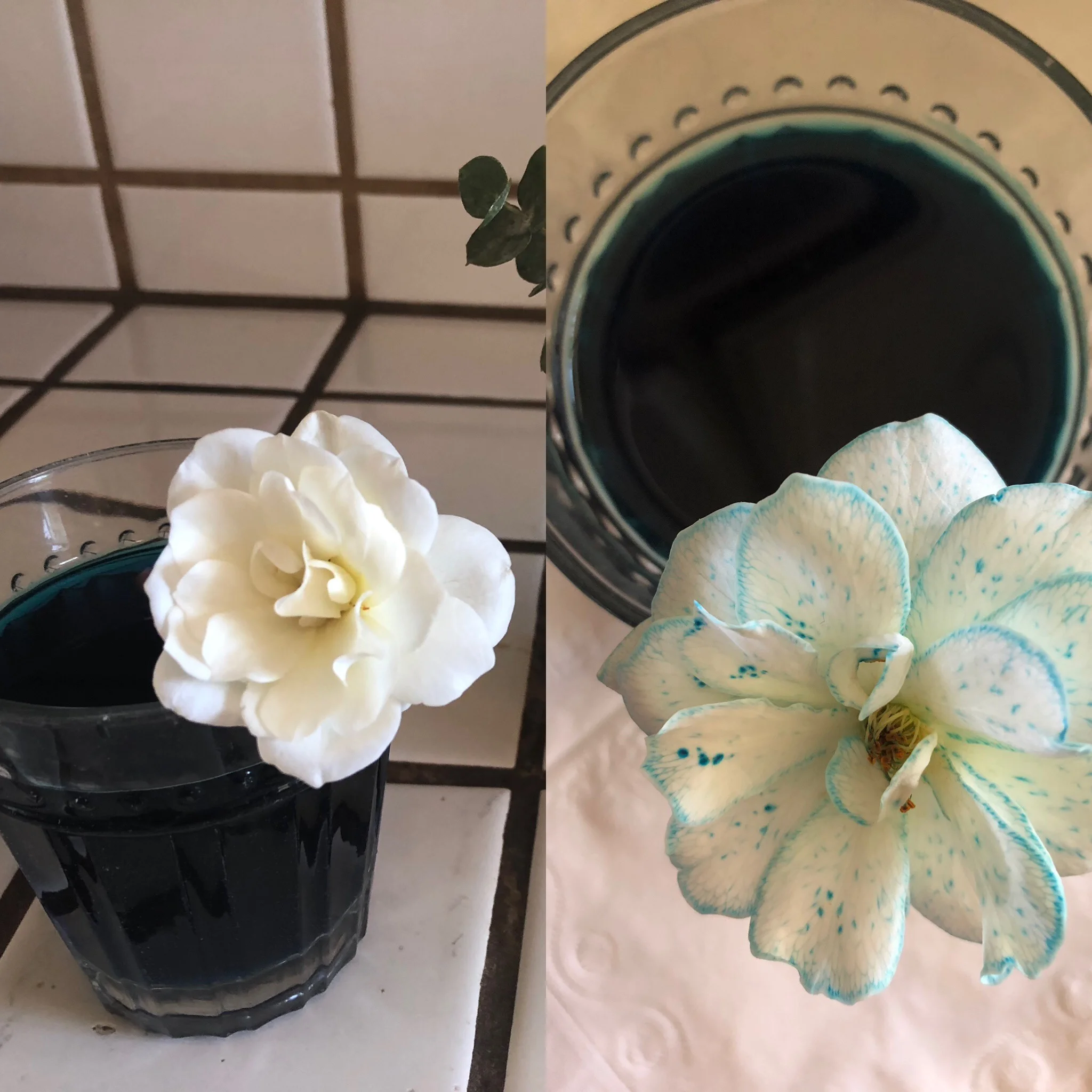 Flowers.jpg