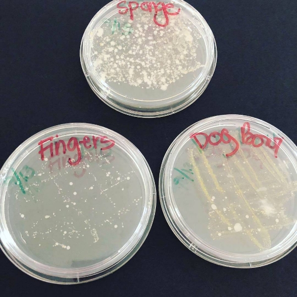 Which do you think has the most germs - a dog bowl, your fingers, or your kitchen sponge?