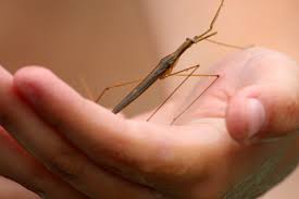 A friendly stick bug