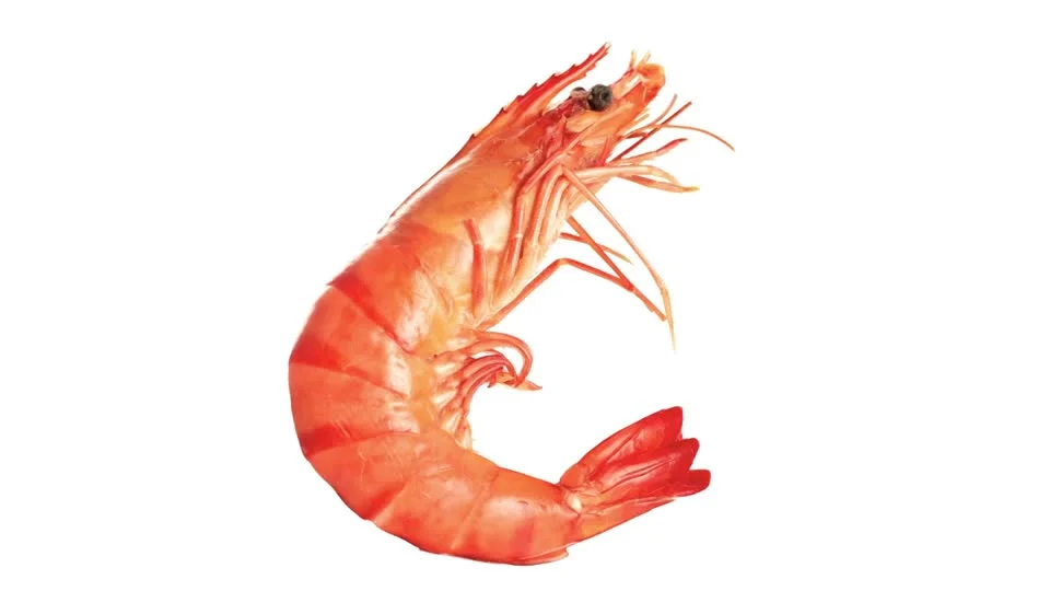 prawn2.jpg
